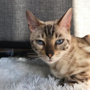 Meet your Posher, Emma